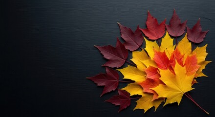Maple leaves arranged in autumn colors for Canada Day concept