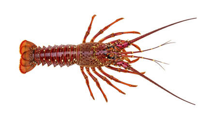 Isolated colorful spiny lobster with long antennae, sea creature for culinary concepts