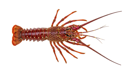 Isolated colorful spiny lobster with long antennae, sea creature for culinary concepts