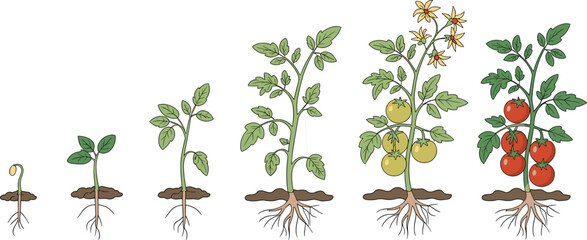 Tomato plant growth stages, seed to harvest, gardening cycle, vegetable development, farming illustration, root system, ripe fruit, agriculture vector