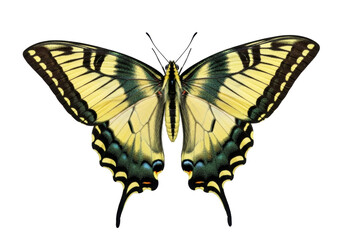 Isolated Eastern Tiger Swallowtail butterfly, Papilio glaucus, wing pattern detail specimen