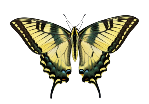 Isolated Eastern Tiger Swallowtail butterfly, Papilio glaucus, wing pattern detail specimen