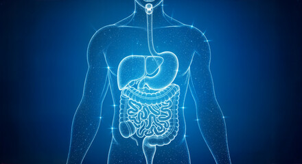Abstract glowing blue human digestive system illustration with internal organs in a futuristic medical concept