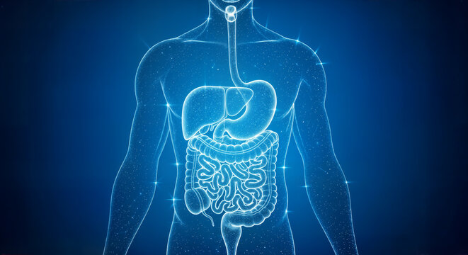 Abstract glowing blue human digestive system illustration with internal organs in a futuristic medical concept