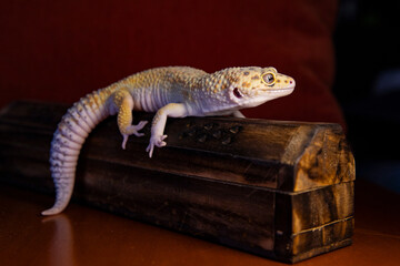 Lizard in profile. A leopard gecko sits on an antique wooden box, close-up, under studio lighting