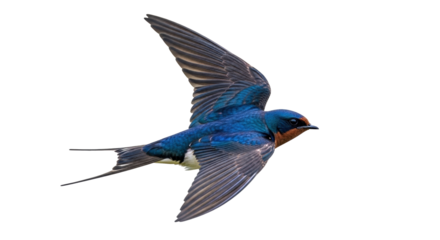 Isolated Barn Swallow showing its blue plumage and red throat, flying with wings open high