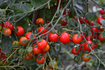 a close up of cherry tomato plant with ripe tomatoes