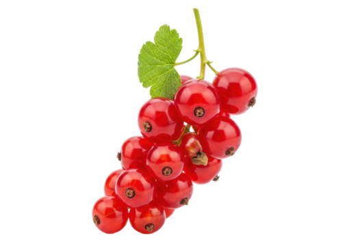 Isolated redcurrants cluster, fresh sour berries with green leaf, wholesome summer fruit