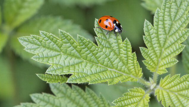 Ladybug on green leaf close-up nature photography garden environment macro viewpoint insect lifecycle concept