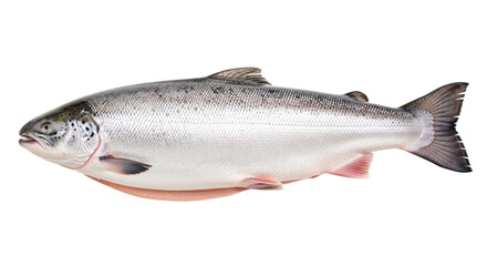 Isolated fresh wild salmon, healthy omega-3 food, raw fish nutrition, whole seafood