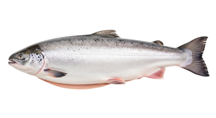 Isolated fresh wild salmon, healthy omega-3 food, raw fish nutrition, whole seafood