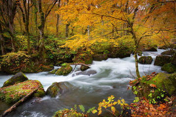 Scenic colorful view of Oirase stream in Autumn, Towada, Aomori, Japan