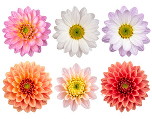Set of flowers isolated on white background, colorful floral arrangement illustration, decorative bouquet, spring and summer flowers, nature-inspired design PNG.