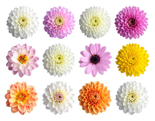 Set of flowers isolated on white background, colorful floral arrangement illustration, decorative bouquet, spring and summer flowers, nature-inspired design PNG.