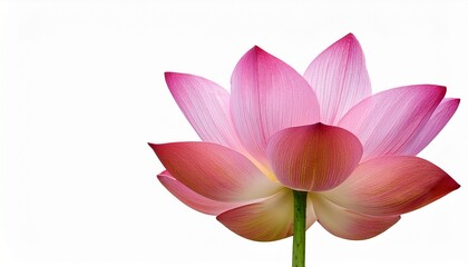 Fototapeta premium Elegant Pink Lotus Flower Blossom Against a Pure White Background