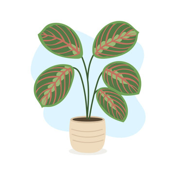 Vibrant indoor scene showcases patterned maranta leaves adding tropical texture and cozy aesthetic, maranta enhancing calming botanical mood, stylish greenery energy 