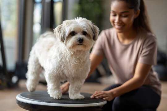 A senior dog stands carefully on a balance disc while a young woman provides gentle support, promoting fitness and mobility in a warm, rehabilitation atmosphere - Powered by Adobe