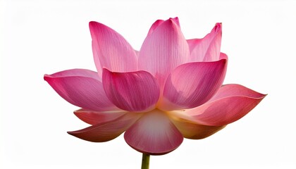 Elegant Pink Lotus Flower Blossom Isolated on White Background