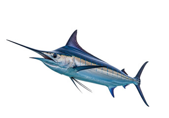 Isolated Marlin Fish with Pointed Bill, Blue and Silver Coloring, Ocean Animal, Marine Life