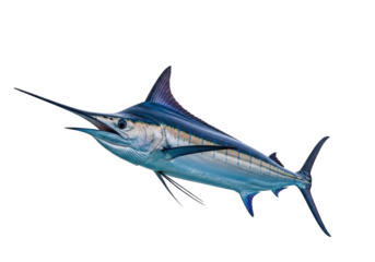 Isolated Marlin Fish with Pointed Bill, Blue and Silver Coloring, Ocean Animal, Marine Life
