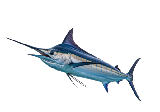 Isolated Marlin Fish with Pointed Bill, Blue and Silver Coloring, Ocean Animal, Marine Life