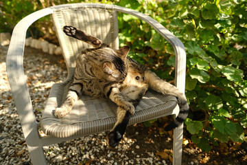 beautiful striped cat whiskas color licks feet wicker chair in sunny garden, concept regular worming, cat's house, love for animals, caring and hygiene, keeping pets, mental life with pets
