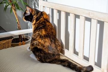 Colorful domestic cat resting peacefully on sofa, captured with shallow depth field for soft, cozy feel, feline comfort and home life, domestic cat protection, keeping pets
