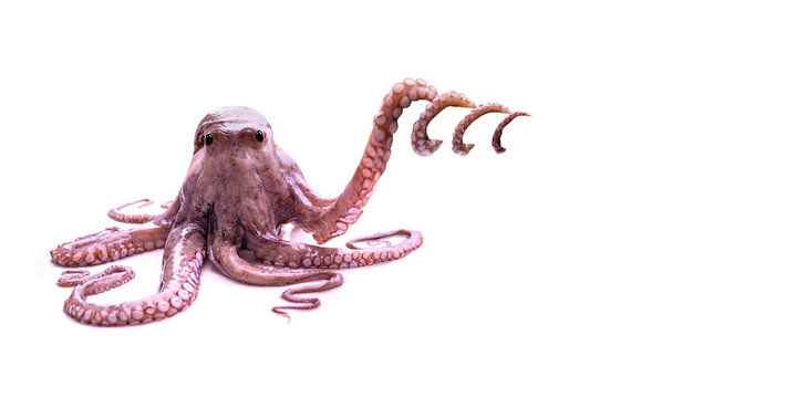 Octopus tentacles holding an object, detailed close up with copy space, skin, and subtle bioluminescent spots, mysterious deep-sea, Underwater world mystery, biological complexity and sensory organs