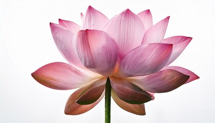 Fototapeta premium Beautiful Pink Lotus Flower Blossom Isolated on White Background