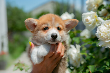 Cute Welsh Corgi puppy in summer walking near a bush with roses
