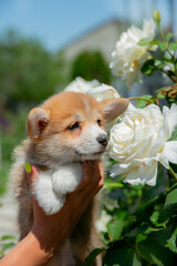 Cute Welsh Corgi puppy in summer walking near a bush with roses