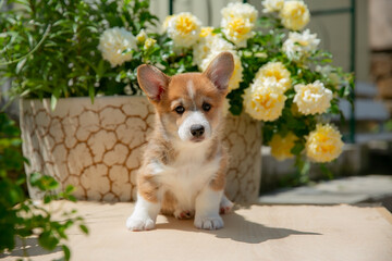 Cute Welsh Corgi puppy in summer walking near a bush with roses