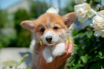 Cute Welsh Corgi puppy in summer walking near a bush with roses