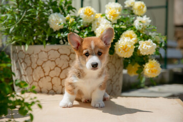Cute Welsh Corgi puppy in summer walking near a bush with roses