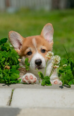 Cute Welsh Corgi puppy walking in the grass in summer