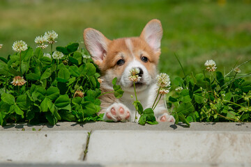 Cute Welsh Corgi puppy walking in the grass in summer