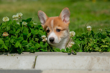 Cute Welsh Corgi puppy walking in the grass in summer