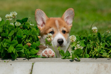 Cute Welsh Corgi puppy walking in the grass in summer