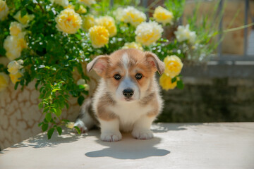 Cute Welsh Corgi puppy in summer walking near a bush with roses