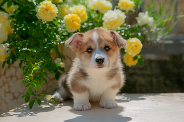 Cute Welsh Corgi puppy in summer walking near a bush with roses