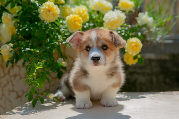 Cute Welsh Corgi puppy in summer walking near a bush with roses