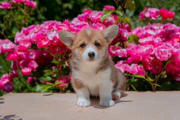 Cute Welsh Corgi puppy in summer walking near a bush with roses