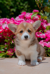 Cute Welsh Corgi puppy in summer walking near a bush with roses