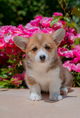 Cute Welsh Corgi puppy in summer walking near a bush with roses