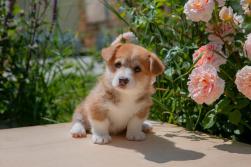 Cute Welsh Corgi puppy in summer walking near a bush with roses