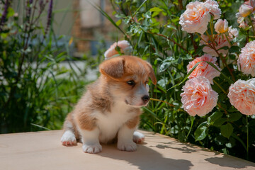 Cute Welsh Corgi puppy in summer walking near a bush with roses