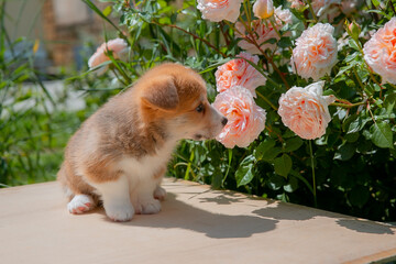 Cute Welsh Corgi puppy in summer walking near a bush with roses