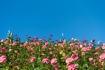 A beautiful, close-up view of pink and red roses flower blooming vibrantly, set against a vast, clear blue sky backdrop.