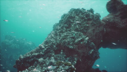 Underwater scene showcases textured coral formations and various fish swimming peacefully. Soft sunlight filters through the water, creating a serene atmosphere beneath the surface.