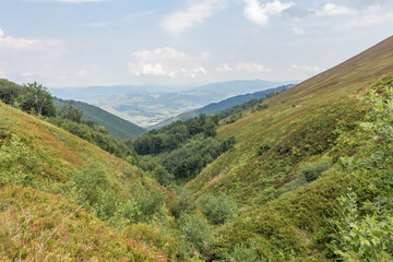  Borzhava Valley in Summer with Blueberry-Covered Hills